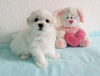 Photo №1. bichon maltais - à vendre en ville de Paris | Gratuit | Annonce №125078