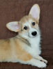 Photo №3. Welsh Corgi Pembroke. Chiots intéressants avec documents UKU. Ukraine