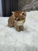 Photo №2 de l'annonce № 95513 de la vente chat chinchilla - acheter à La Moldavie annonce privée