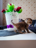 Photo №3. chatons Scottish fold. Biélorussie