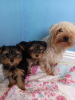 Photo №1. yorkshire terrier - à vendre en ville de Munich | 246€ | Annonce №43028