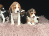 Photo №1. beagle - à vendre en ville de Гамбург | Gratuit | Annonce №123641