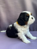 Photo №1. cavalier king charles spaniel - à vendre en ville de Bobowa | négocié | Annonce №112628