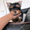 Photo №2 de l'annonce № 116780 de la vente yorkshire terrier - acheter à La finlande 