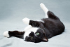 Photos supplémentaires: La charmante chatte noire et blanche Mila avec un cœur sur la patte recherche