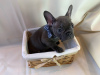 Photo №1. bouledogue - à vendre en ville de Berlin | négocié | Annonce №115814