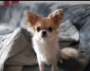 Photo №1. chihuahua - à vendre en ville de Auckland | négocié | Annonce №42683