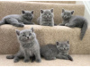 Photo №1. british shorthair - à vendre en ville de Антверпен | 250€ | Annonce № 115085