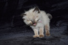 Photo №1. ragdoll - à vendre en ville de Haro | 350€ | Annonce № 121795