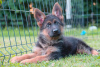 Photos supplémentaires: Chiots berger allemand