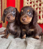 Photo №2 de l'annonce № 51351 de la vente chien bâtard - acheter à Iles Vierges Britanniques annonce privée