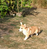 Photo №3. Chiot Welsh Corgi mâle. Serbie