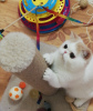 Photo №1. exotic shorthair - à vendre en ville de Minsk | 1000€ | Annonce № 121773