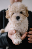 Photo №3. Maltipoo F1. Allemagne