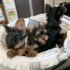 Photo №4. Je vais vendre yorkshire terrier en ville de Saint Pölten. éleveur - prix - 400€