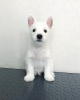 Photo №2 de l'annonce № 40061 de la vente west highland white terrier - acheter à Biélorussie 