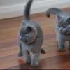 Photo №4. Je vais vendre british shorthair en ville de Munich. annonce privée, éleveur - prix - 255€