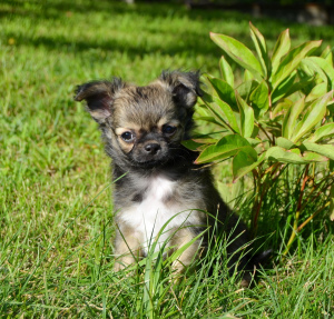 Photo №3. Chihuahua - beau garçon à poil long. Biélorussie