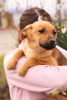 Photo №2 de l'annonce № 9971 de la vente chien bâtard - acheter à Fédération de Russie annonce privée
