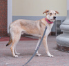 Photo №2 de l'annonce № 106926 de la vente chien bâtard - acheter à Fédération de Russie annonce privée