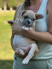 Photos supplémentaires: Chiots à vendre Chiots bouledogues français très mignons