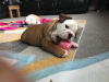 Photo №1. bulldog anglais - à vendre en ville de Berlin | 400€ | Annonce №117945