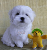 Photo №1. bichon maltais - à vendre en ville de Kiev | 44€ | Annonce №48691