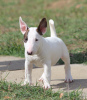 Photo №3. Chiots Mini Bull Terrier. Serbie