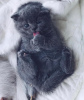 Photo №1. scottish fold - à vendre en ville de Calimesa | 189€ | Annonce № 83555