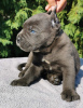 Photo №1. cane corso - à vendre en ville de Belgrade | négocié | Annonce №119974