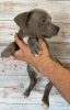 Photos supplémentaires: Abécédaire chiots et adolescents