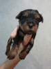 Photo №1. biewer yorkshire terrier, yorkshire terrier - à vendre en ville de Vilnius | 450€ | Annonce №96584