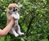 Photos supplémentaires: chiots akita inu