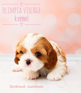 Photos supplémentaires: Kennel RKF “Olimpia Village” (Moscou) propose des chiots au pedigree élevé
