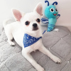 Photo №1. chihuahua - à vendre en ville de Paris | Gratuit | Annonce №16207