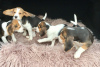 Photo №2 de l'annonce № 123640 de la vente beagle - acheter à Allemagne 