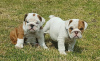 Photo №1. bulldog anglais - à vendre en ville de Бреда | Gratuit | Annonce №123935