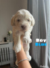 Photo №1. labradoodle - à vendre en ville de Berlin | 350€ | Annonce №107496