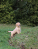 Photos supplémentaires: GOLDEN RETRIEVER- type américain, ligne américaine,