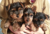 Photo №1. yorkshire terrier - à vendre en ville de Oyskhara | négocié | Annonce №64745