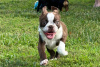 Photo №3. Chiots Boston Terrier. Allemagne