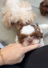 Photo №4. Je vais vendre shih tzu en ville de Arizona.  - prix - 379€