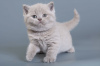 Photo №2 de l'annonce № 120617 de la vente british shorthair - acheter à République Tchèque éleveur