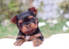 Photo №2 de l'annonce № 97259 de la vente chihuahua, yorkshire terrier - acheter à Allemagne annonce privée