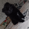 Photo №3. CHIOTS POMERANIENS (MINI/STANDARD). Pologne