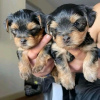 Photo №1. yorkshire terrier - à vendre en ville de Sertinvaara | 340€ | Annonce №72008