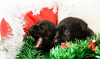 Photo №3. Superbes chiots labrador noir. Ukraine