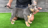 Photo №4. Je vais vendre american bully en ville de Bijeljina. éleveur - prix - négocié