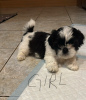 Photo №3. Chiot Shih Tzu de race pure à vendre. Allemagne