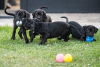 Photo №3. Chiots Cane Corso. Serbie